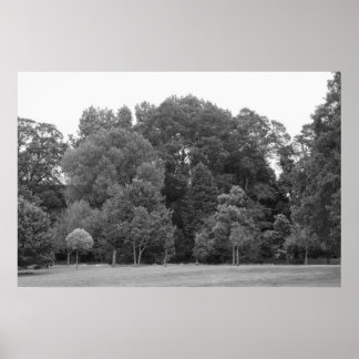 Bäume im Bute Park, Cardiff - BW Poster
