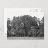 Bäume im Bute Park, Cardiff - BW Postkarte (Vorne/Hinten)