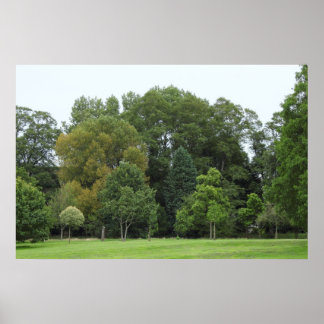 Bäume im Bute Park, Cardiff Poster