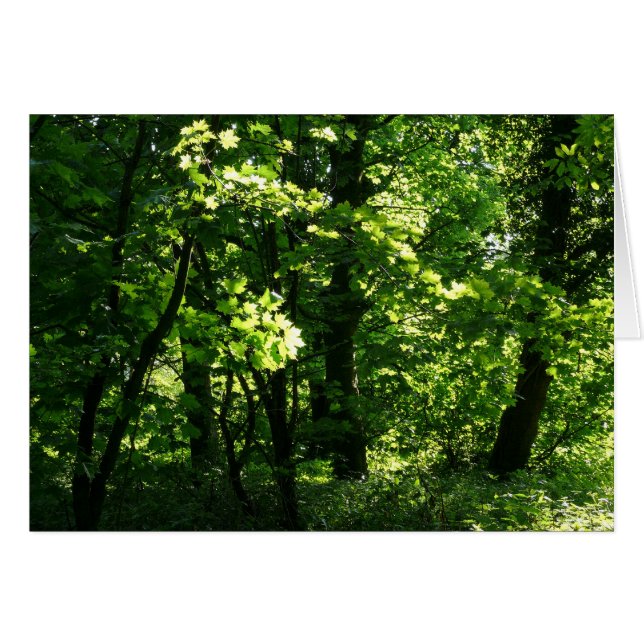 Bäume im Frühling. Bute Park, Cardiff. Wales (Vorderseite (Horizontal))