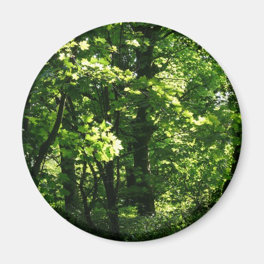 Bäume im Frühling. Bute Park, Cardiff. Wales Magnet (Vorne)