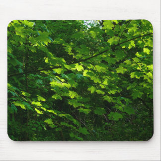Bäume im Frühling. Bute Park, Cardiff. Wales Mousepad
