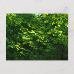 Bäume im Frühling. Bute Park, Cardiff. Wales Postkarte
