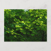 Bäume im Frühling. Bute Park, Cardiff. Wales Postkarte (Vorderseite)