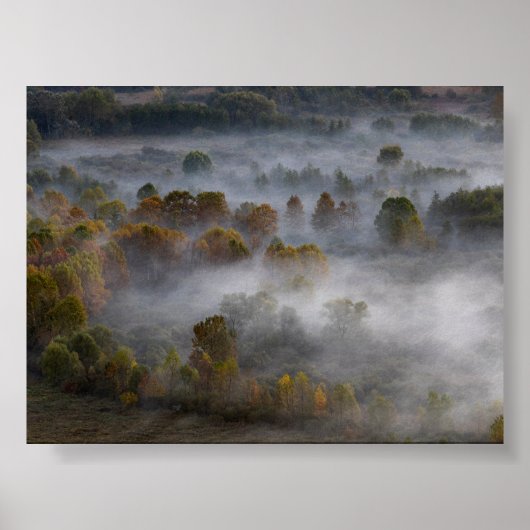 Bäume im Morgennebel Poster (Vorne)