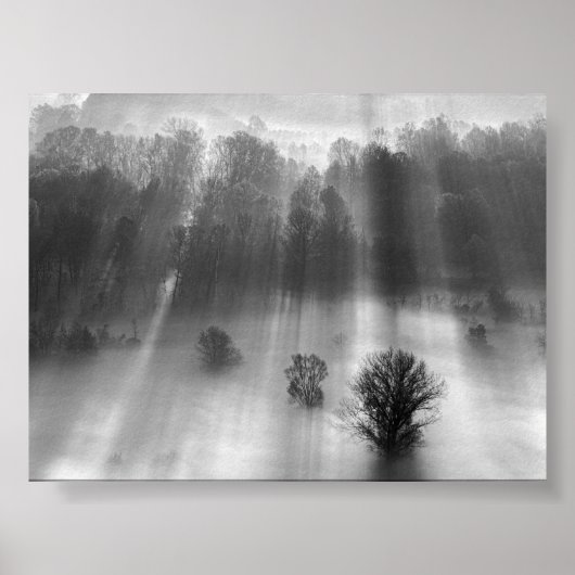 Bäume im Morgennebel Poster (Vorne)