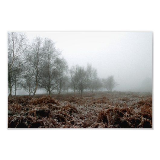 Bäume im Nebel Fotodruck (Vorne)