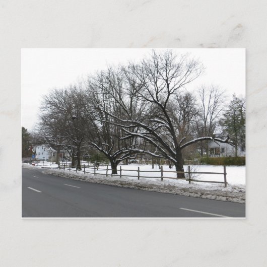 Bäume im Schnee Postkarte (Vorderseite)