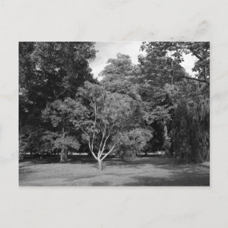 Bäume im Sommer BW Postkarte