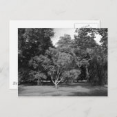 Bäume im Sommer BW Postkarte (Vorne/Hinten)