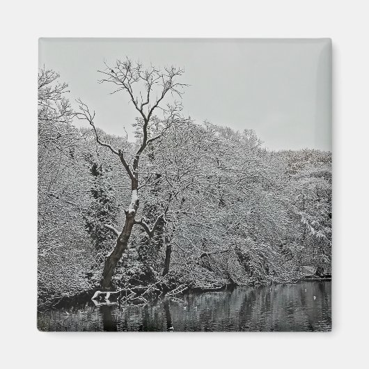 Bäume im Wasser Magnet (Vorne)