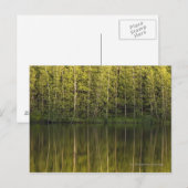 Bäume im Wasser Postkarte (Vorne/Hinten)