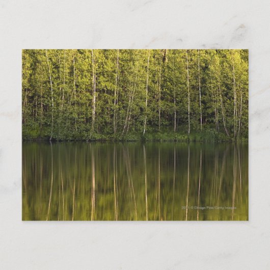 Bäume im Wasser Postkarte (Vorderseite)