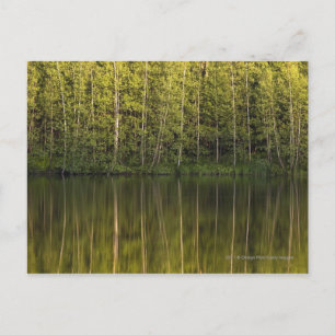 Bäume im Wasser Postkarte