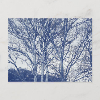 Bäume im Winter - Cyanotypeffekt Postkarte