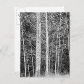 Bäume im Winter im Wald Postkarte (Vorne/Hinten)