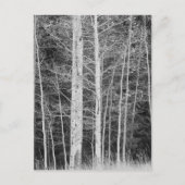 Bäume im Winter im Wald Postkarte (Vorderseite)