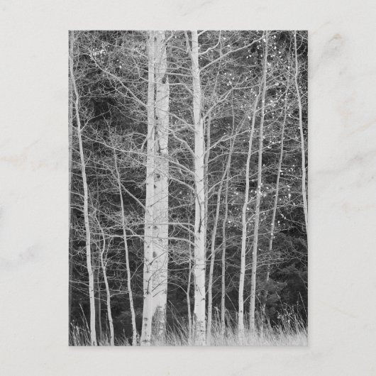 Bäume im Winter im Wald Postkarte (Vorderseite)