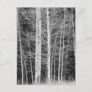 Bäume im Winter im Wald Postkarte