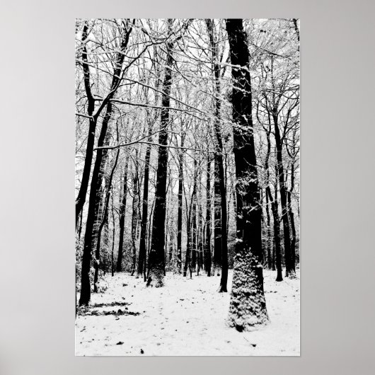 Bäume im Winterposter Poster (Vorne)