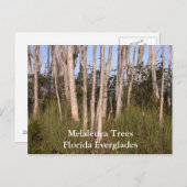Bäume in den Everglades, Melaleuca TreesFlorida... Postkarte (Vorne/Hinten)