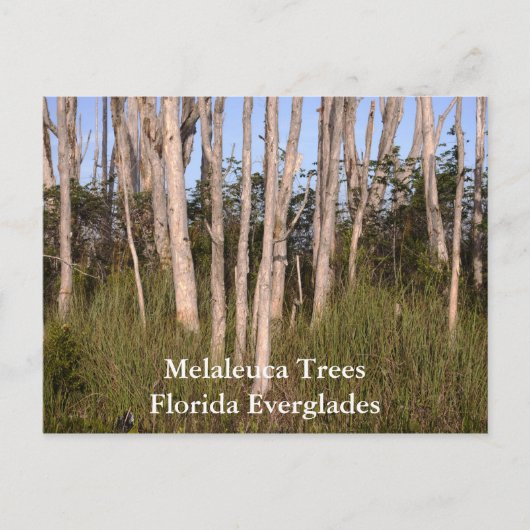 Bäume in den Everglades, Melaleuca TreesFlorida... Postkarte (Vorderseite)