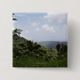 Bäume in einem Regenwald, Regenwald EL Yunque, Button