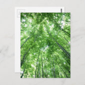 Bäume in einem Wald von der Ansicht von unten Postkarte (Vorne/Hinten)