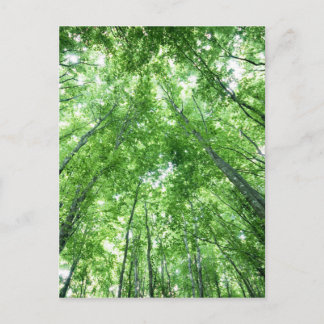 Bäume in einem Wald von der Ansicht von unten Postkarte