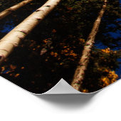 Bäume in Flagstaff, Arizona (Gipfel von San Franci Poster (Ecke)