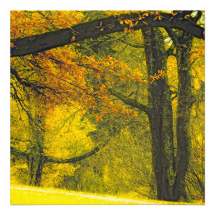 Bäume in Herbstfarben Fotodruck