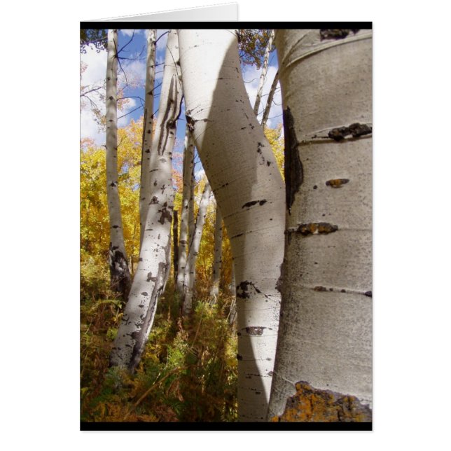 Bäume in Jackson-Loch (Vorne)