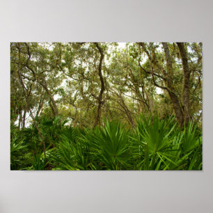 Bäume in Merritt Island National Wildlife Refuge Poster