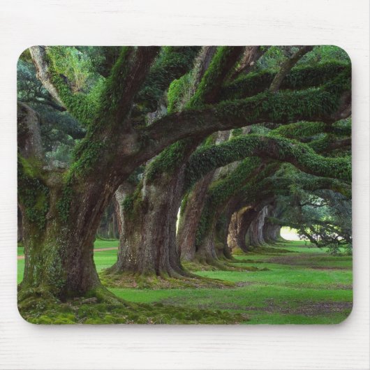 BÄUME LOUISIANAS LIVE OAK MOUSEPAD (Vorne)