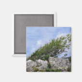 BÄUME MAGNET (Vorderseite/Rückseite)