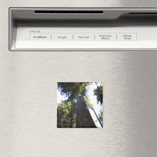 Bäume. Magnet (In Situ (Geschirrspüler))