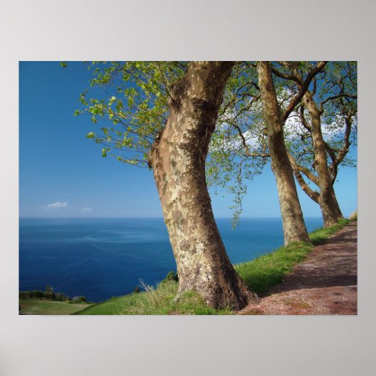 Bäume mit Blick auf den Ozean Poster (Vorne)