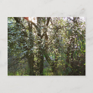 Bäume mit Frühlingsblüten Postkarte