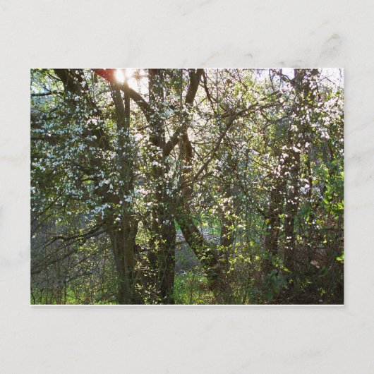 Bäume mit Frühlingsblüten Postkarte (Vorderseite)