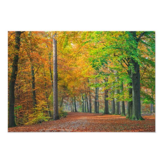 Bäume mit Herbstblättern in einem Wald Fotodruck (Vorne)