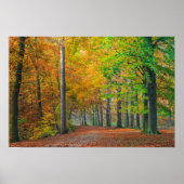 Bäume mit Herbstblättern in einem Wald Poster (Vorne)