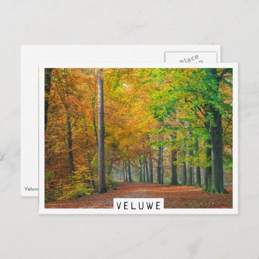 Bäume mit Herbstblättern in einem Wald Postkarte (Vorne/Hinten)