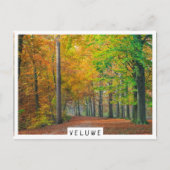 Bäume mit Herbstblättern in einem Wald Postkarte (Vorderseite)