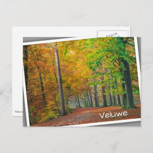 Bäume mit Herbstblättern in einem Wald Postkarte (Vorne/Hinten)