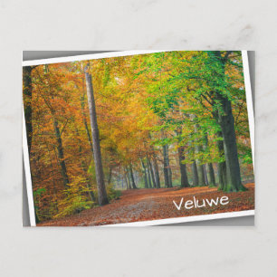 Bäume mit Herbstblättern in einem Wald Postkarte