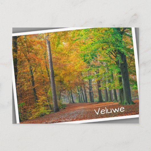 Bäume mit Herbstblättern in einem Wald Postkarte (Vorderseite)