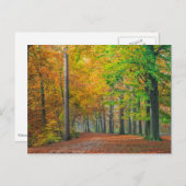 Bäume mit Herbstblättern in einem Wald Postkarte (Vorne/Hinten)