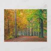 Bäume mit Herbstblättern in einem Wald Postkarte (Vorderseite)