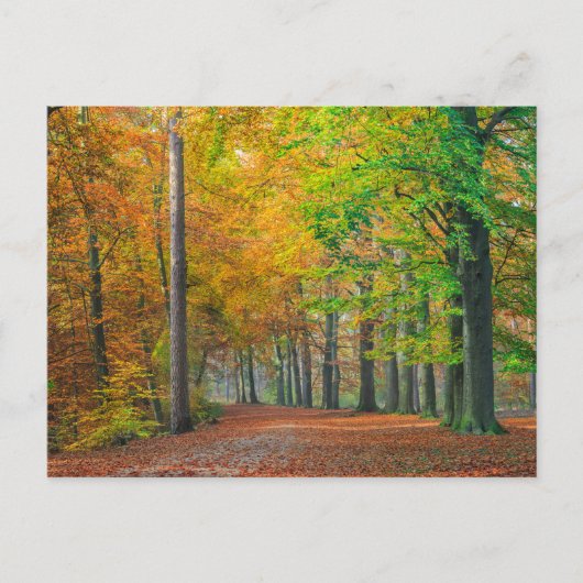 Bäume mit Herbstblättern in einem Wald Postkarte (Vorderseite)