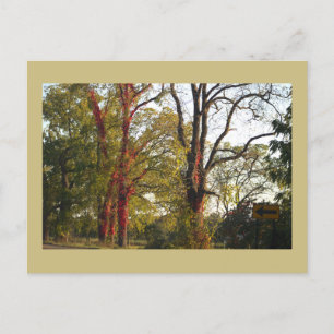 Bäume mit Red Ivy Postcard Postkarte
